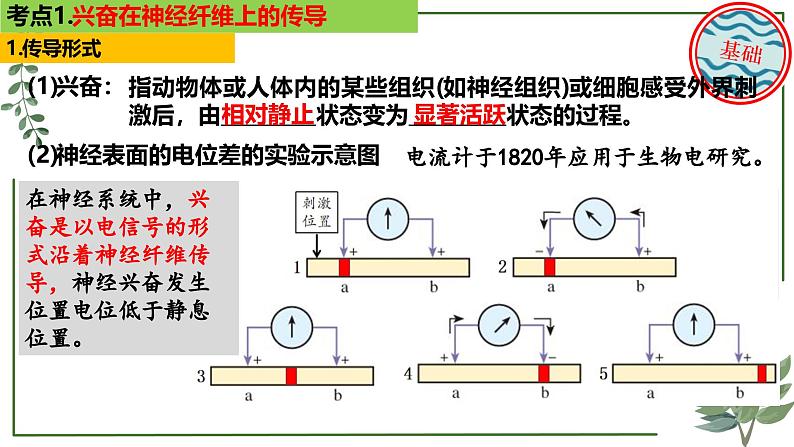 第49讲 神经冲动的产生和传导及神经调节的分级调节、人脑的高级功能-备战2025年高考生物一轮复习精讲课件(新教材新高考)第4页