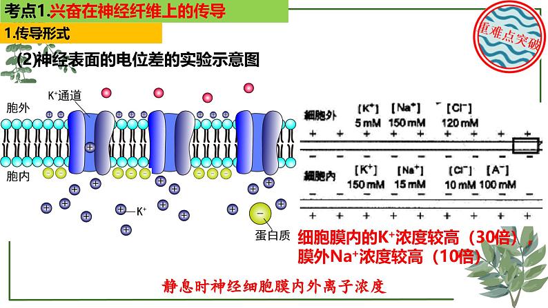 第49讲 神经冲动的产生和传导及神经调节的分级调节、人脑的高级功能-备战2025年高考生物一轮复习精讲课件(新教材新高考)第5页