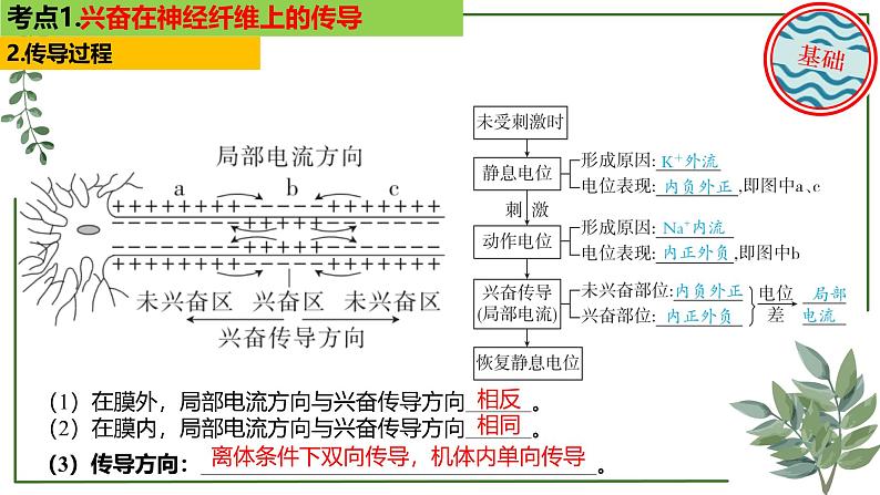 第49讲 神经冲动的产生和传导及神经调节的分级调节、人脑的高级功能-备战2025年高考生物一轮复习精讲课件(新教材新高考)第6页