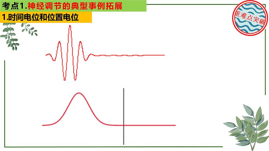 第50講 神經(jīng)調(diào)節(jié)的典型事例拓展-備戰(zhàn)2025年高考生物一輪復(fù)習(xí)精講課件(新教材新高考)第5頁(yè)