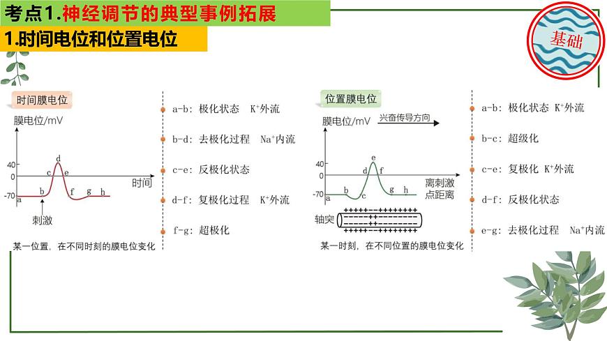 第50講 神經(jīng)調(diào)節(jié)的典型事例拓展-備戰(zhàn)2025年高考生物一輪復(fù)習(xí)精講課件(新教材新高考)第6頁(yè)
