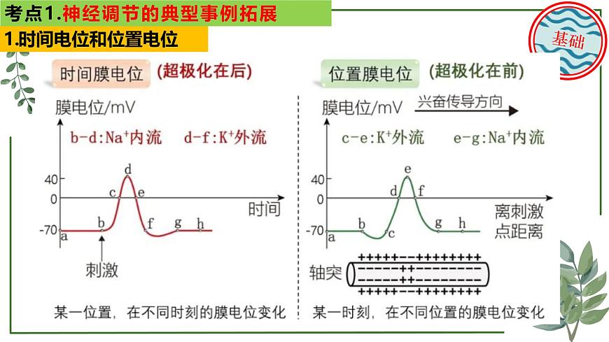 第50講 神經(jīng)調(diào)節(jié)的典型事例拓展-備戰(zhàn)2025年高考生物一輪復(fù)習(xí)精講課件(新教材新高考)第7頁(yè)