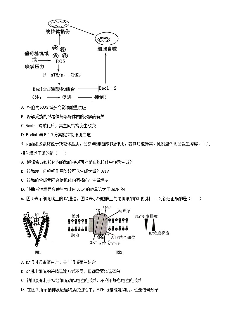广东省茂名市区域2024-2025学年高三上学期10月联考生物试题Word版附答案02