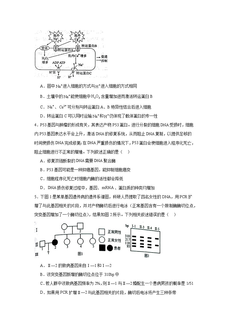 湖南省郴州市2024—2025学年高三上学期第一次模拟考试生物试题第2页