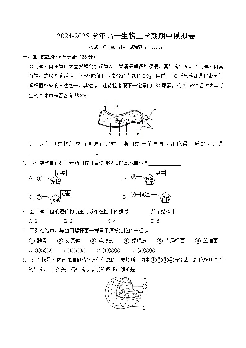 高一生物期中模拟卷(考试版A4)(上海专用)第1页