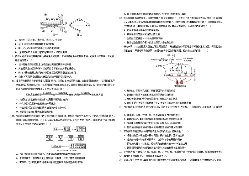 2024-2025学年高二上学期期中模拟考试生物(江苏专用,选择性必修1)试卷(Word版附解析)02