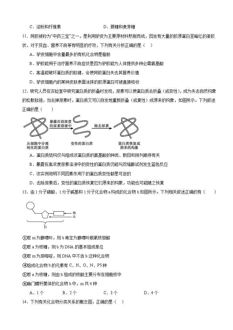 河南省驻马店市新蔡县第一高级中学2024-2025学年高一上学期10月月考生物试题第3页
