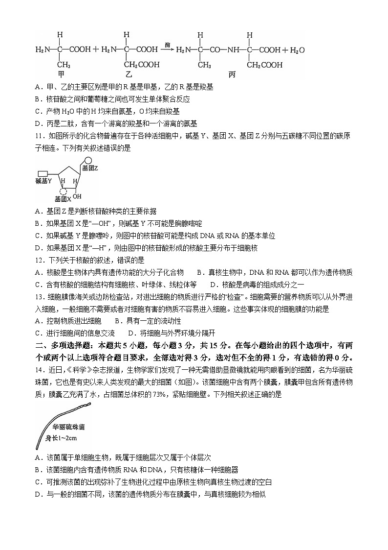 河北省沧州市四县联考2024-2025学年高一上学期10月月考生物试题第3页