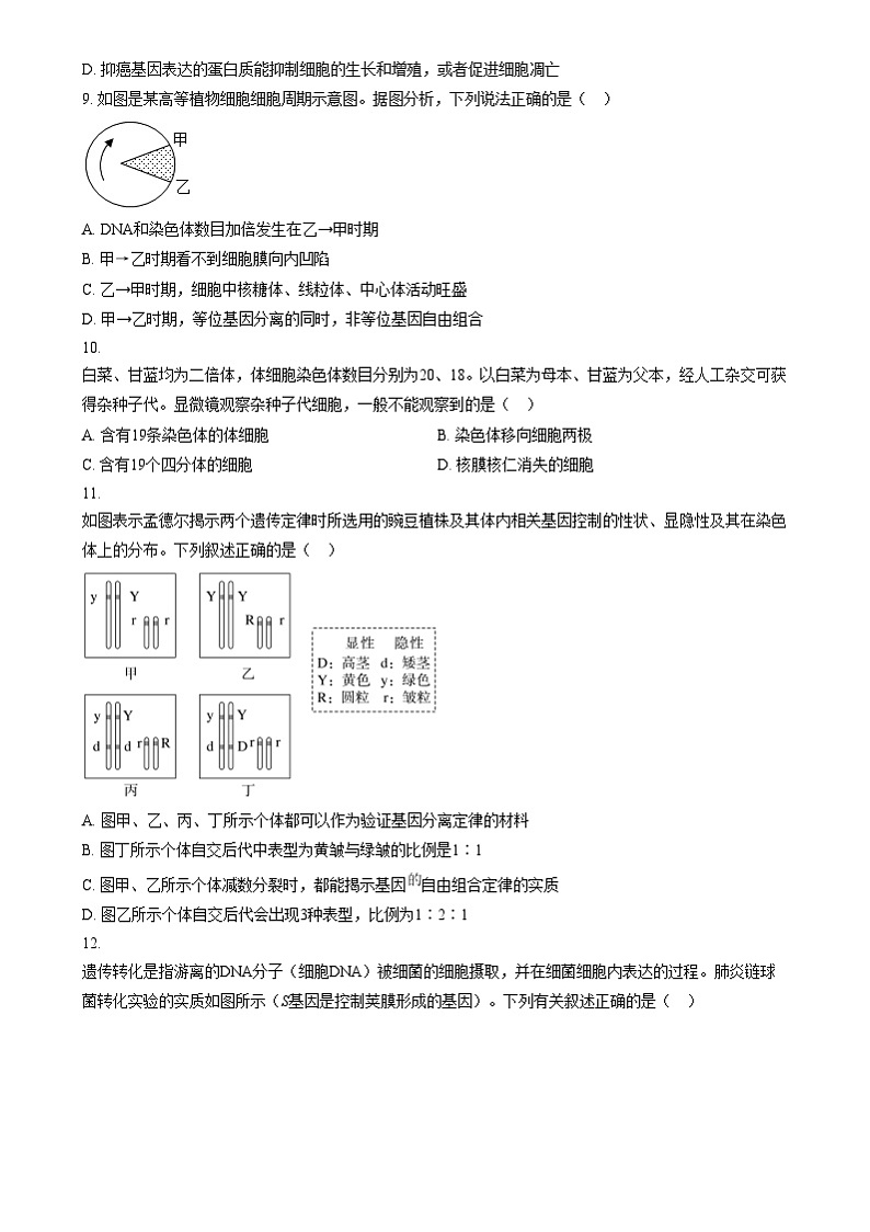 江苏省扬州市广陵区江苏省扬州中学2024-2025学年高三上学期10月月考生物试题 Word版无答案第3页