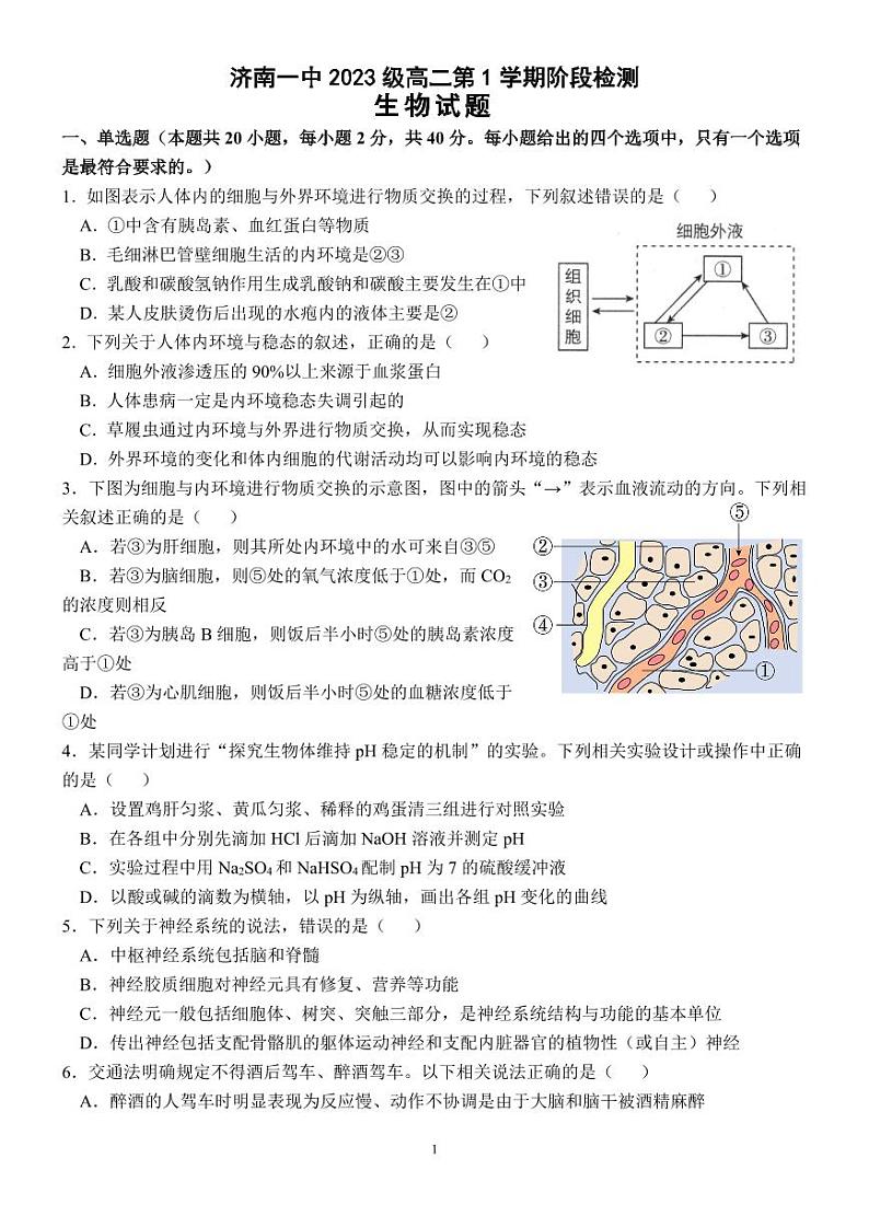 山东省济南市第一中学2024-2025学年高二上学期10月学情检测生物试卷(PDF版附答案)第1页