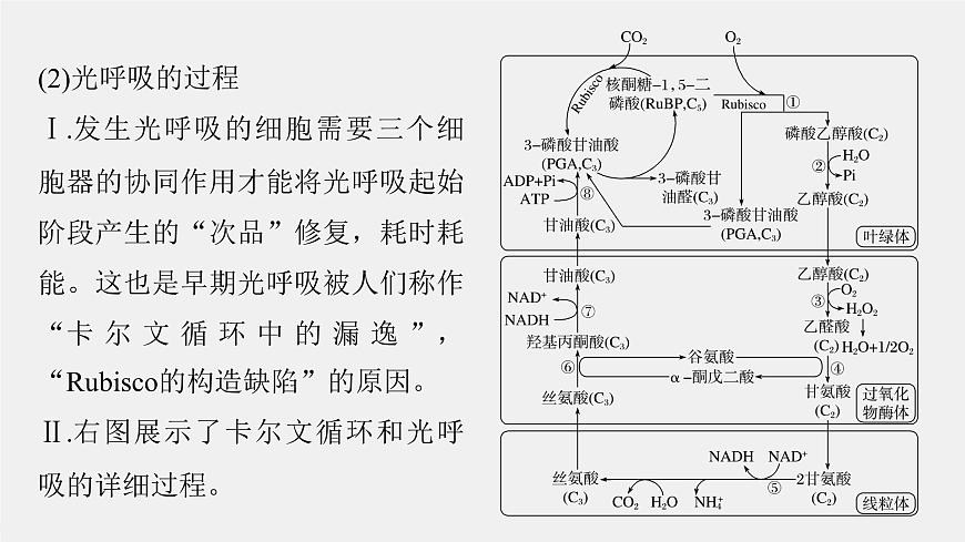(新人教版)高考生物一輪復習講義課件 第3單元 解惑練2 光呼吸和光抑制(含解析)第5頁