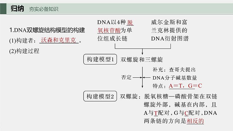 (新人教版)高考生物一轮复习讲义课件 第6单元 第2课时 DNA的结构与复制(含解析)第5页