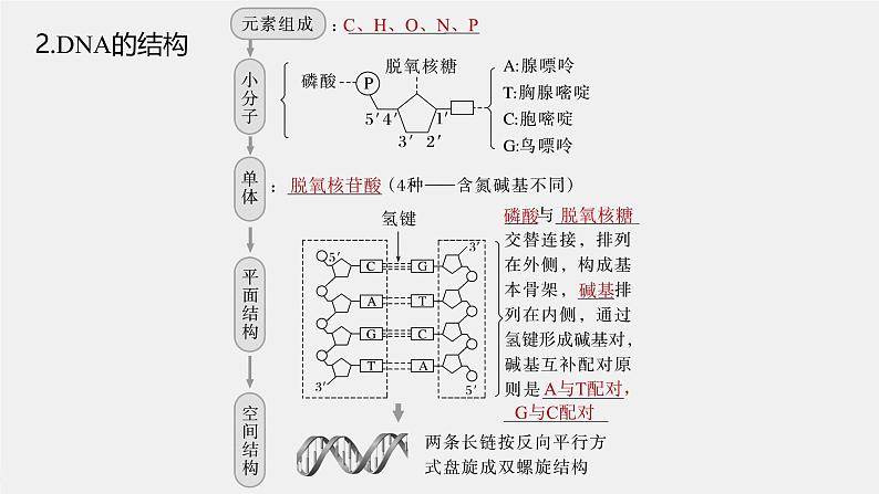 (新人教版)高考生物一轮复习讲义课件 第6单元 第2课时 DNA的结构与复制(含解析)第6页