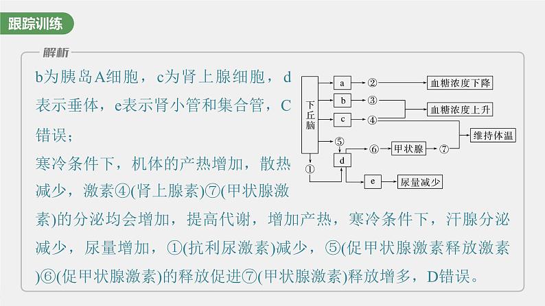 (新人教版)高考生物一轮复习讲义课件 第八单元 微专题六 动物生命活动调节模型的构建和分析(含解析)06