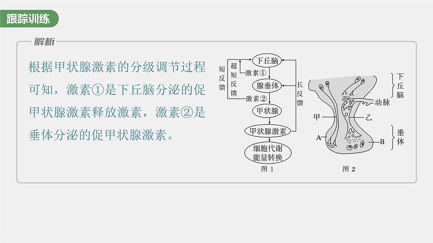 （新人教版）高考生物一輪復(fù)習(xí)講義課件 第八單元　微專題六　動(dòng)物生命活動(dòng)調(diào)節(jié)模型的構(gòu)建和分析（含解析）第8頁(yè)