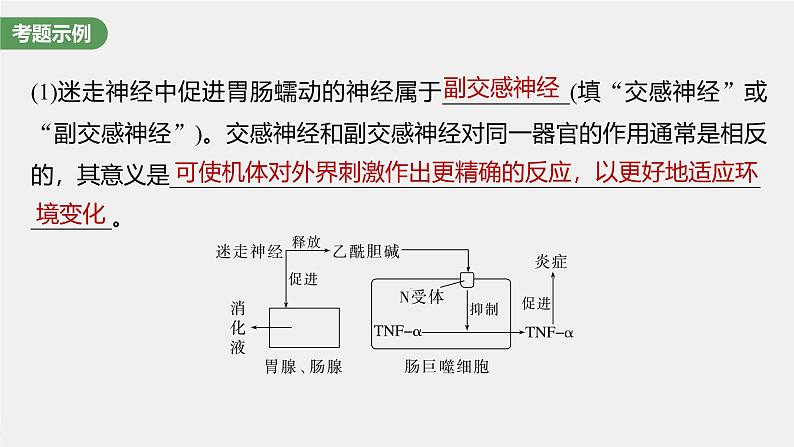(新人教版)高考生物一轮复习讲义课件 第8单元 长句表达(四) 个体稳态中相关过程变化机理分析(含解析)第4页