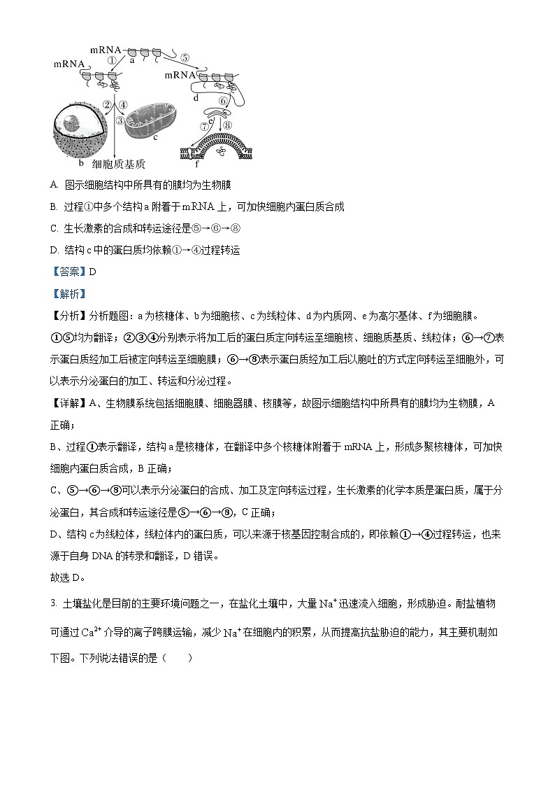 精品解析:湖南省郴州市2024—2025学年高三上学期第一次模拟考试生物试题(解析版)第2页