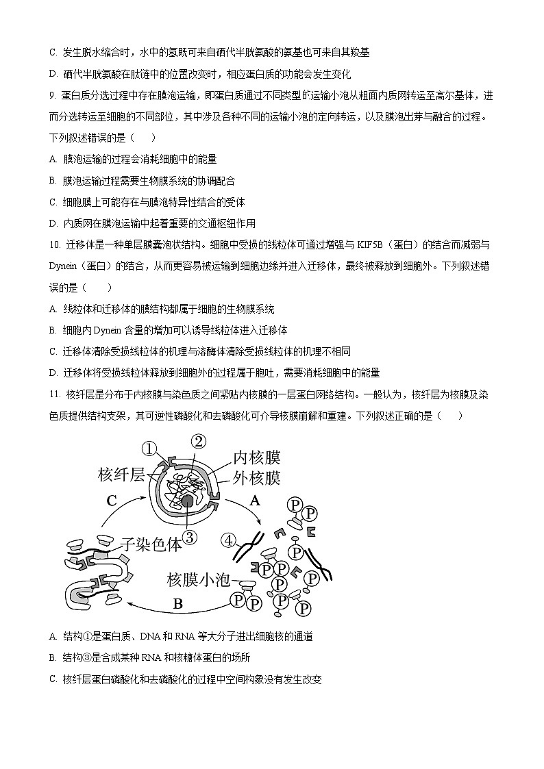 湖北省武汉市洪山高级中学2024-2025学年高一上学期10月考试生物试卷(Word版附解析)03