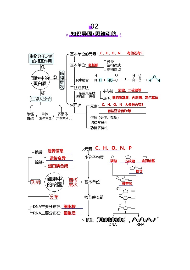 新高考生物一輪復(fù)習(xí)講練測第04講 蛋白質(zhì)和核酸（講義）（原卷版）第3頁