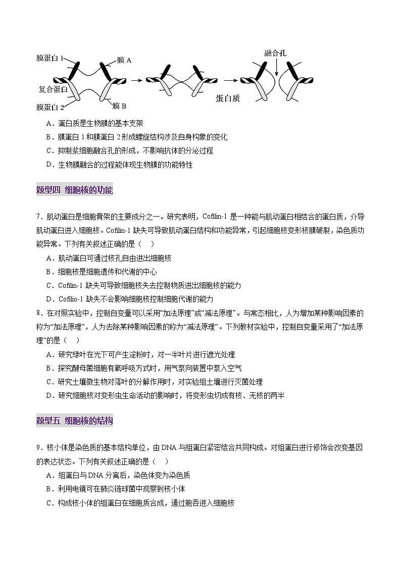 新高考生物一轮复习讲练测第05讲 细胞膜和细胞核(练习)(2份,原卷版+解析版)03
