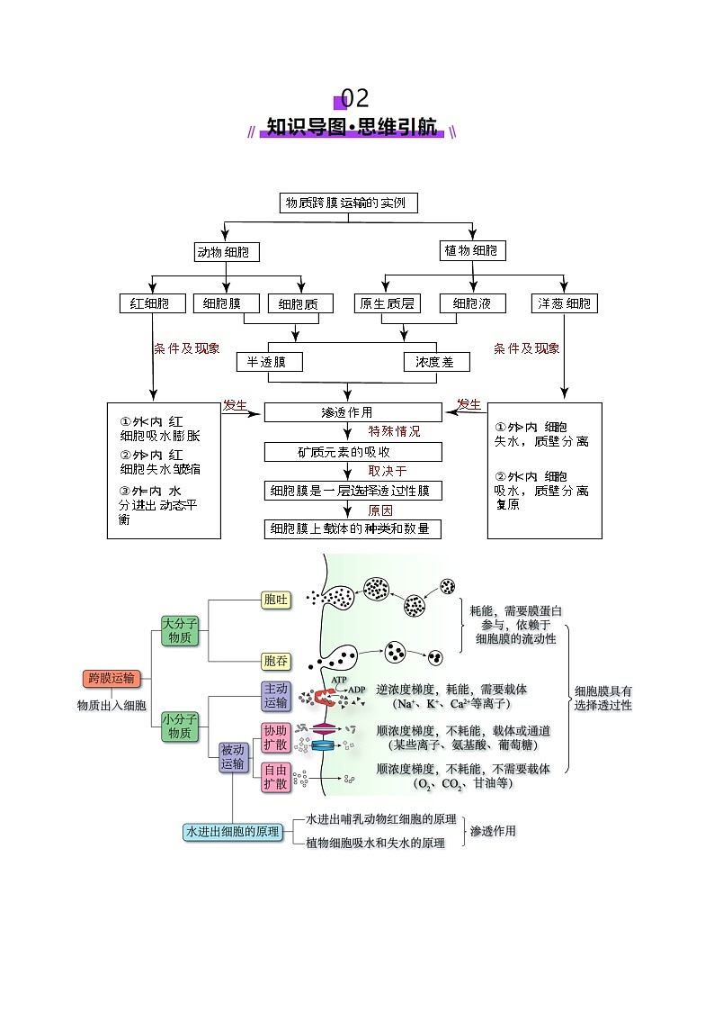 新高考生物一轮复习讲练测第07讲 物质运输(讲义)(解析版)第3页