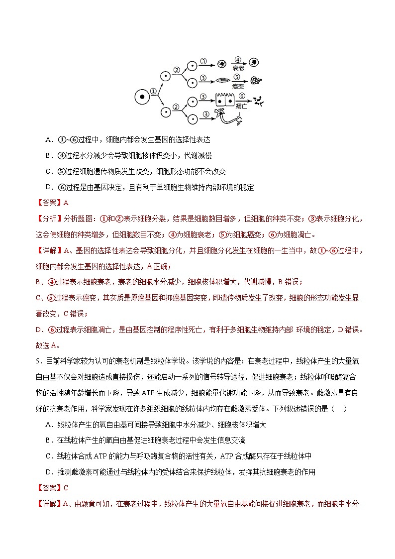 新高考生物二轮复习讲练测专题三 细胞的生命历程(测试)(解析版)第3页