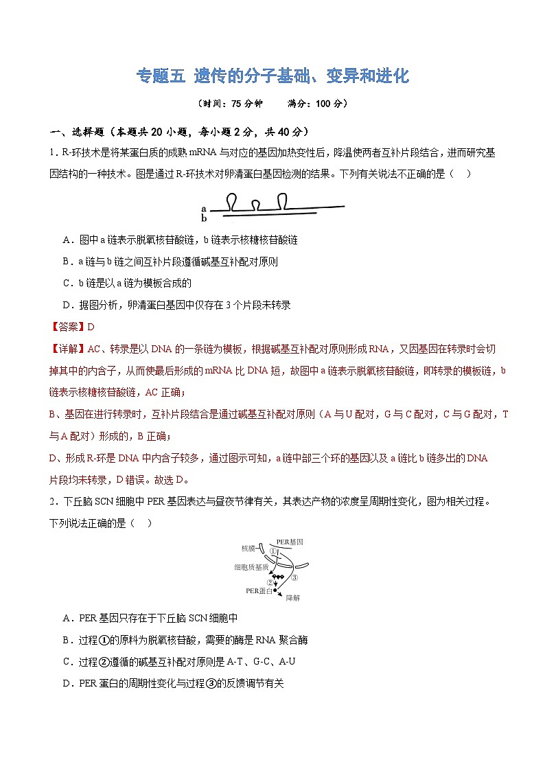 新高考生物二轮复习讲练测专题五 遗传的分子基础、变异和进化(测试)(解析版)第1页