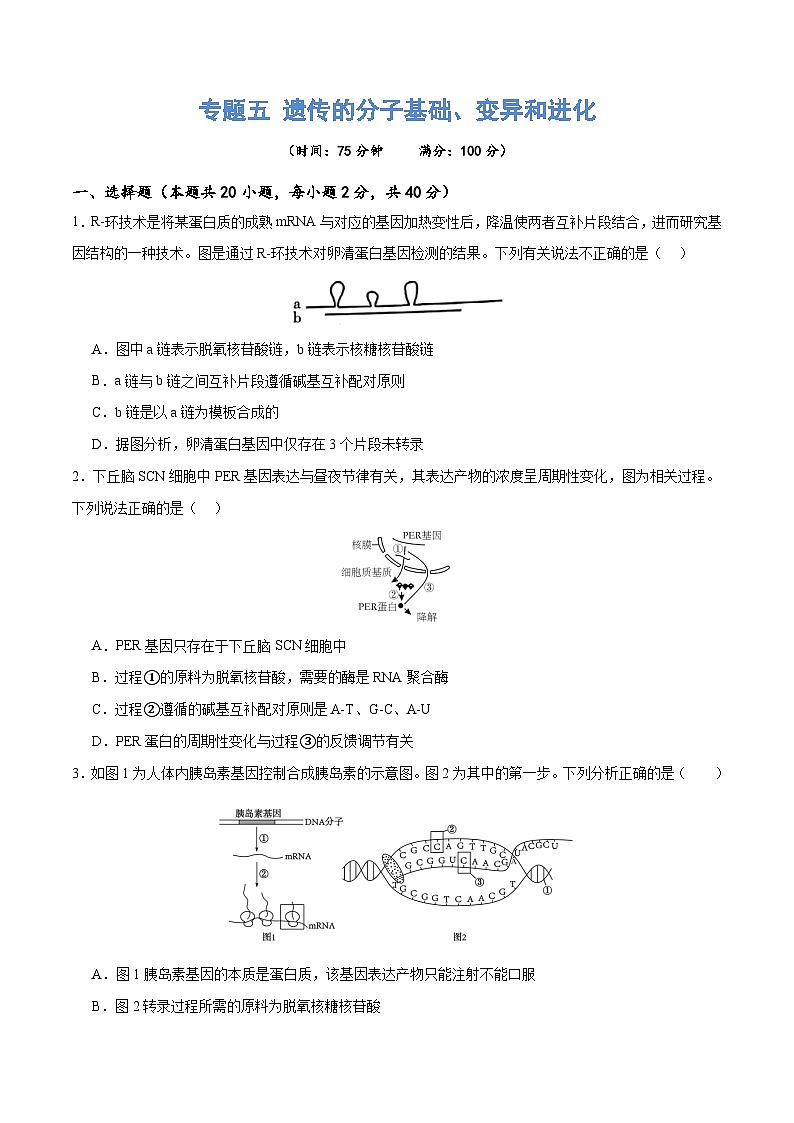 新高考生物二轮复习讲练测专题五 遗传的分子基础、变异和进化(测试)(原卷版)第1页