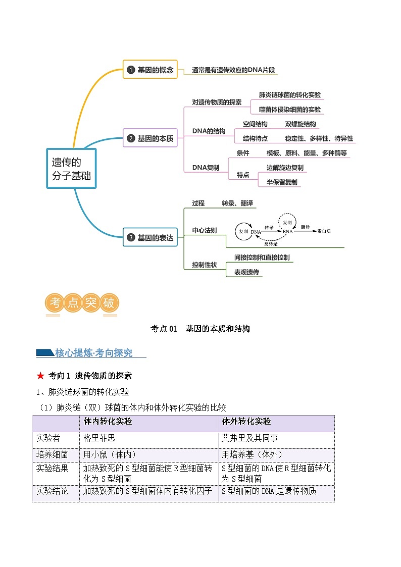 新高考生物二轮复习讲练测第09讲 遗传的分子基础(讲义)(2份,原卷版+解析版)02