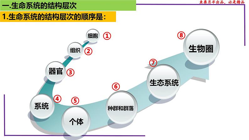 (新人教版)新高考生物一轮复习精讲课件02 生命系统的结构层次(含答案)第4页