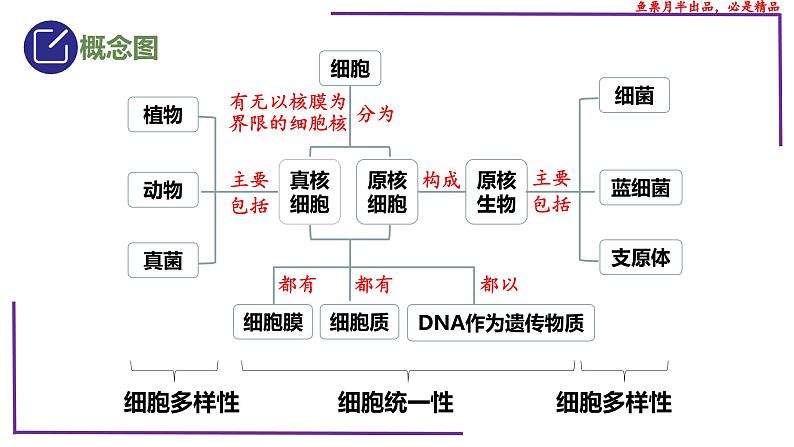 (新人教版)新高考生物一轮复习精讲课件04 细胞的多样性和统一性(含答案)第3页