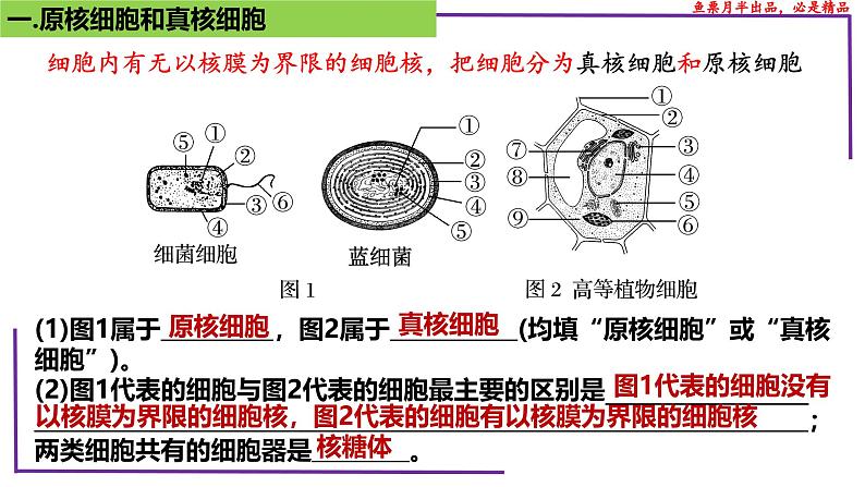 (新人教版)新高考生物一轮复习精讲课件04 细胞的多样性和统一性(含答案)第4页