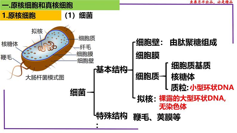 (新人教版)新高考生物一轮复习精讲课件04 细胞的多样性和统一性(含答案)第5页