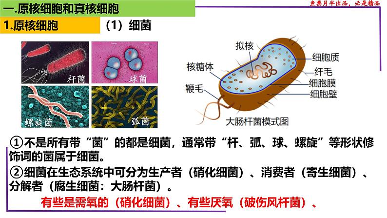 (新人教版)新高考生物一轮复习精讲课件04 细胞的多样性和统一性(含答案)第6页