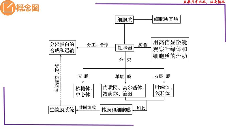 (新人教版)新高考生物一轮复习精讲课件09 细胞器之间的分工合作(含答案)第3页
