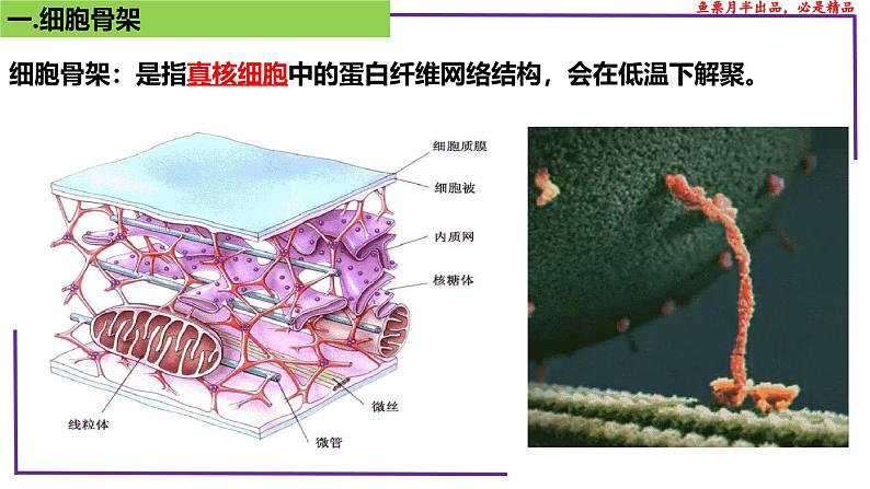 (新人教版)新高考生物一轮复习精讲课件09 细胞器之间的分工合作(含答案)第4页