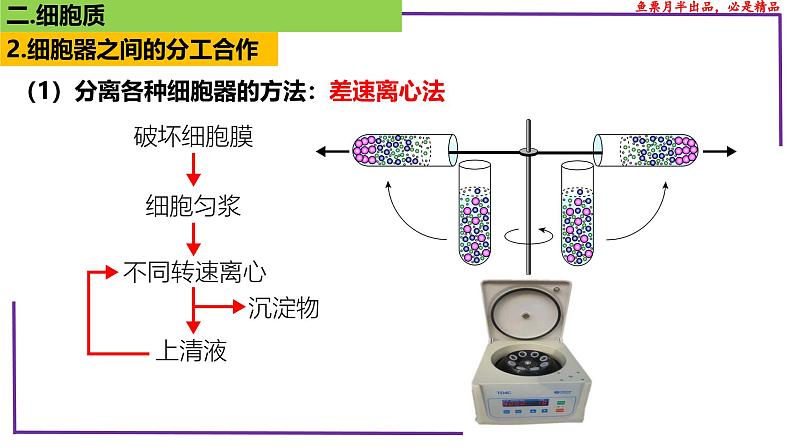 (新人教版)新高考生物一轮复习精讲课件09 细胞器之间的分工合作(含答案)第7页