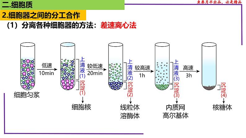 (新人教版)新高考生物一轮复习精讲课件09 细胞器之间的分工合作(含答案)第8页