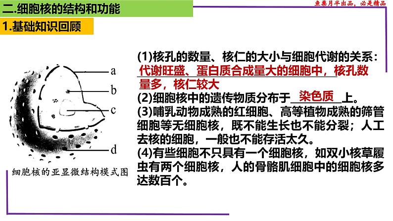 (新人教版)新高考生物一轮复习精讲课件10 细胞核的结构和功能(含答案)第7页
