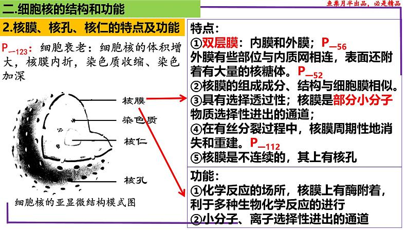 (新人教版)新高考生物一轮复习精讲课件10 细胞核的结构和功能(含答案)第8页