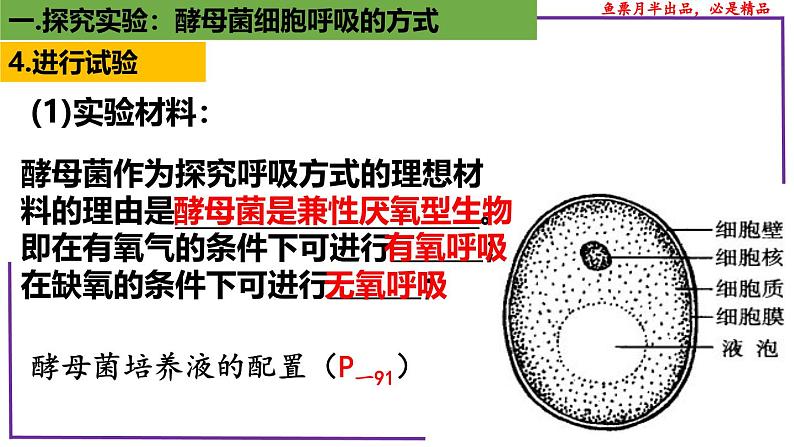 (新人教版)新高考生物一轮复习精讲课件15 探究酵母菌细胞呼吸的方式(含答案)第6页