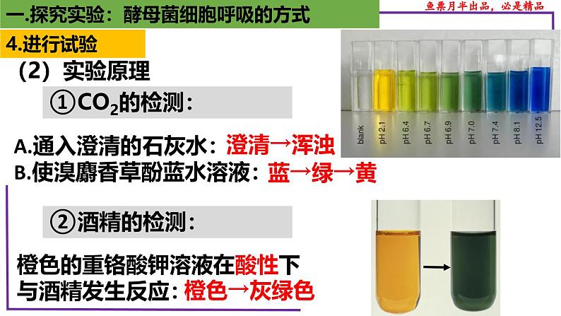 (新人教版)新高考生物一轮复习精讲课件15 探究酵母菌细胞呼吸的方式(含答案)第7页