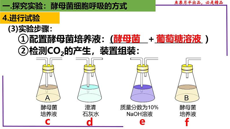 (新人教版)新高考生物一轮复习精讲课件15 探究酵母菌细胞呼吸的方式(含答案)第8页