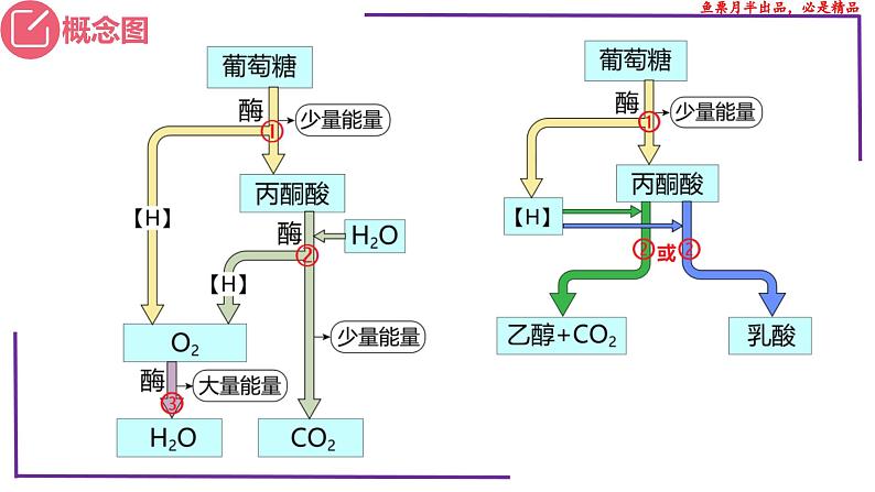 (新人教版)新高考生物一轮复习精讲课件16 细胞呼吸(含答案)第4页