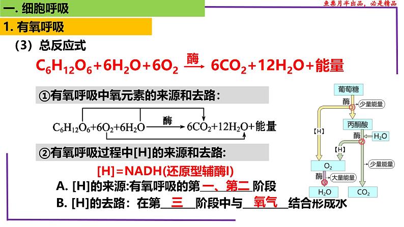 (新人教版)新高考生物一轮复习精讲课件16 细胞呼吸(含答案)第8页