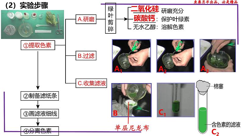(新人教版)新高考生物一轮复习精讲课件17 光合作用1(捕获光能的色素和结构)(含答案)第5页