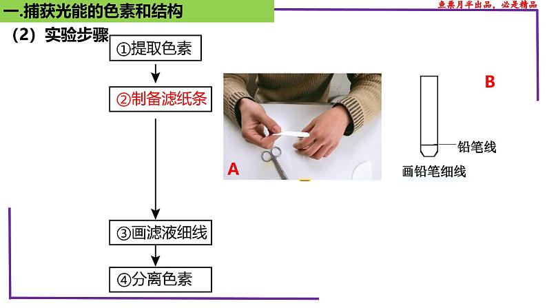(新人教版)新高考生物一轮复习精讲课件17 光合作用1(捕获光能的色素和结构)(含答案)第6页