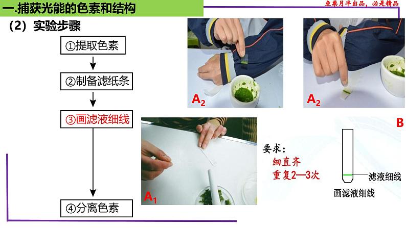 (新人教版)新高考生物一轮复习精讲课件17 光合作用1(捕获光能的色素和结构)(含答案)第7页