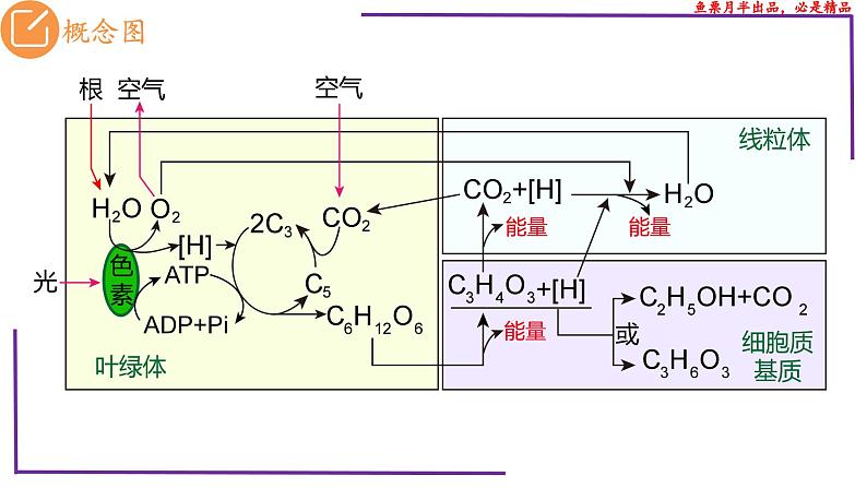 (新人教版)新高考生物一轮复习精讲课件20 光合作用4(光合作用与呼吸作用)(含答案)第3页