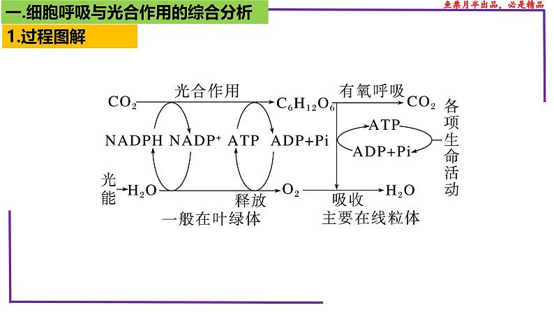(新人教版)新高考生物一轮复习精讲课件20 光合作用4(光合作用与呼吸作用)(含答案)第4页